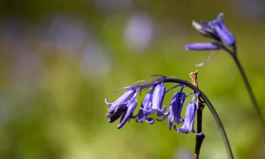 Frith Wood, Gloucestershire