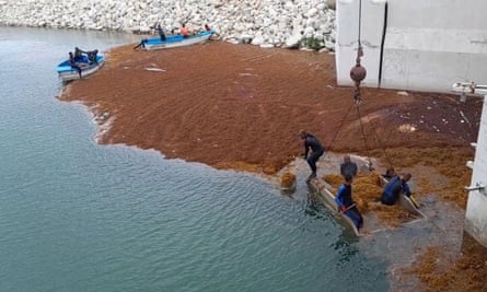 A team cleans up sargassum from the sea on boats