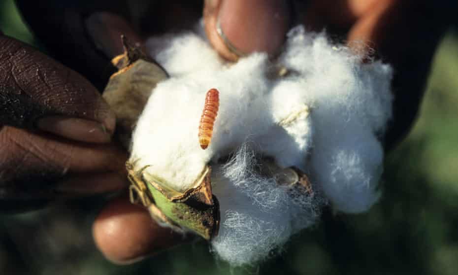 An organic cotton farmer holds a bollworm - that destroys the cotton fibre