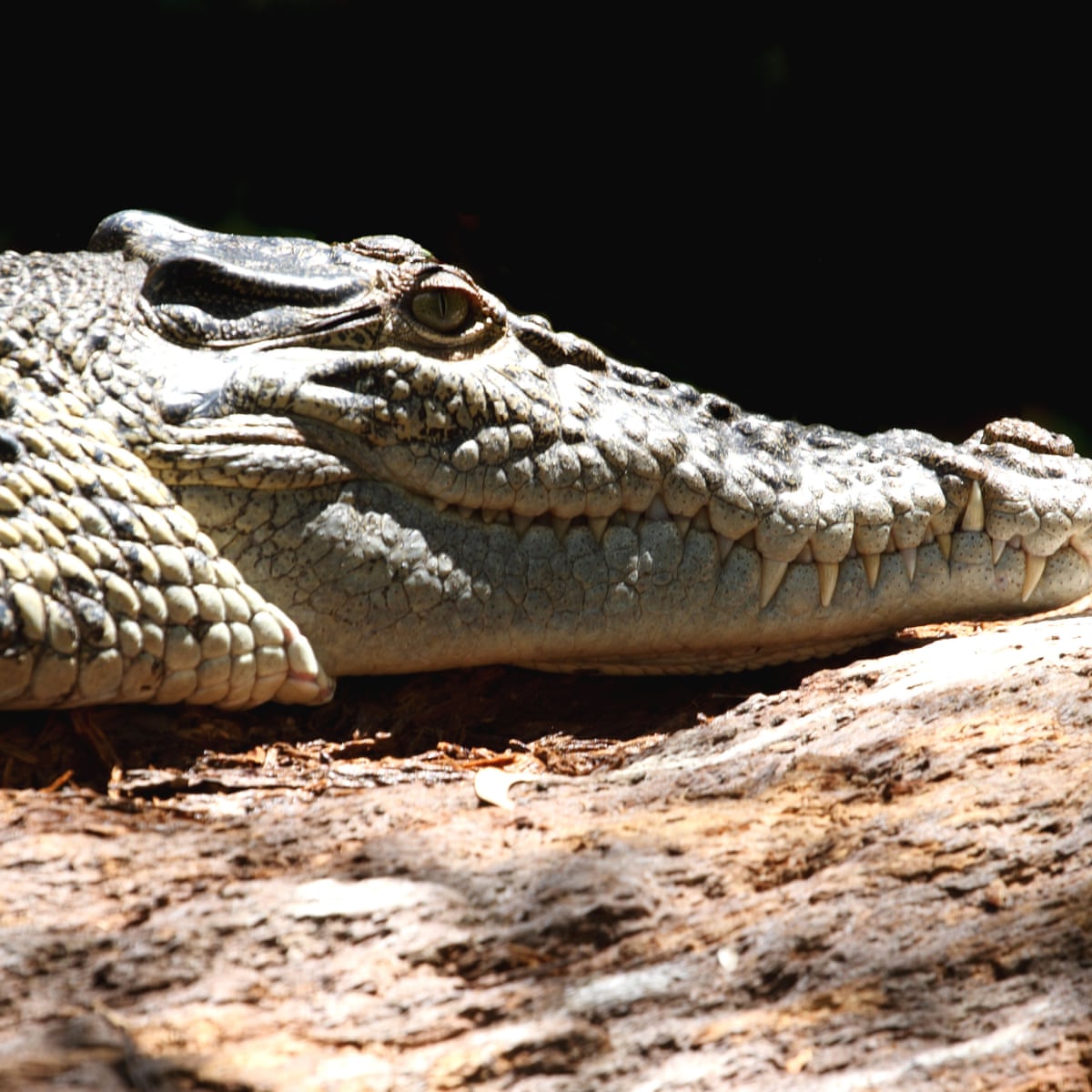 Tan by awang crocodile bitten Thai reptile