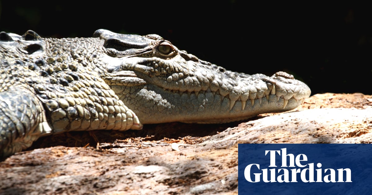 Man Prises Crocodile Jaws From His Head While Swimming In Suburban Cairns Crocodiles The Guardian Man Prises Crocodile Jaws From His Head While Swimming In Suburban Cairns Crocodiles The Guardian