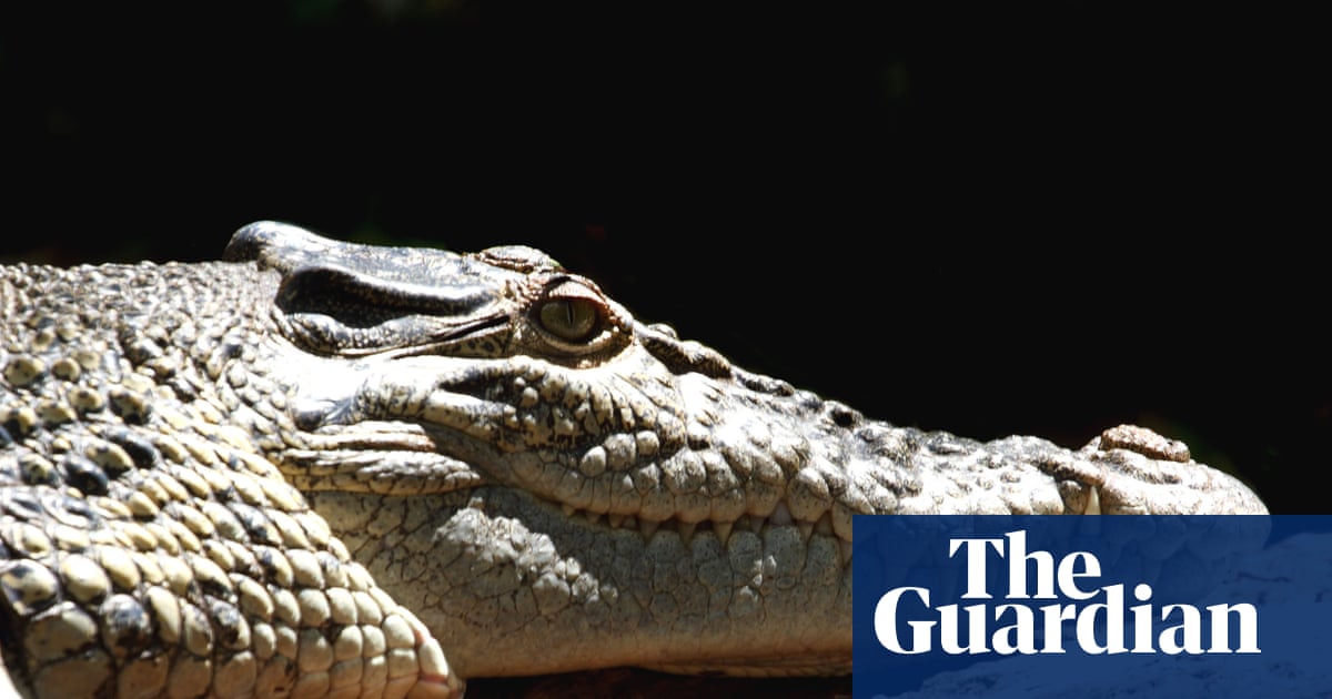 Hat Queensland ein Krokodilproblem oder ein Menschenproblem?