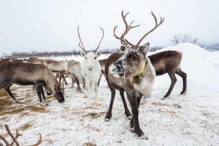 A reindeer herd in the snow in Finland