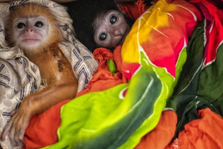 Two baby apes in blankets