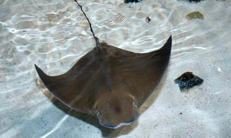 Cownose rays take eight years to mature and produce only one embryo per female with a gestation period of 11-12 months. They are therefore highly susceptible to over-exploitation.