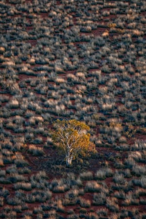 A lone gum tree, surrounded by red earth and spinifex grass, is gently lit by the sun’s rays as it peeks above the horizon.