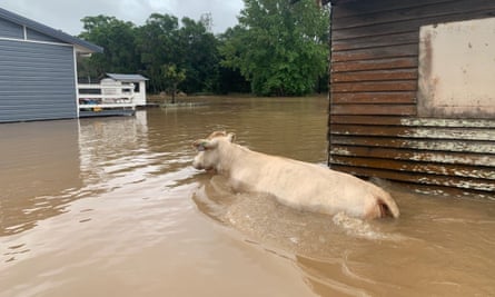 Cattle in flood