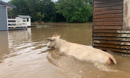 Gavin Saul spent weekend trying to rescue cattle after 85 animals were swept away in flooding at Kempsey, NSW.
