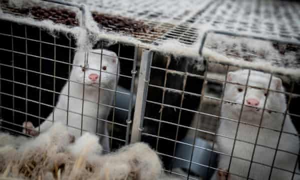 Mink at a farm in Denmark