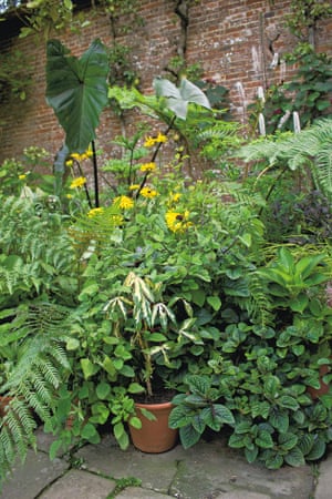 Tengo un jardín de diseño dilema? Aquí hay cinco consejos de expertos 4 ‘Some plants are better suited to pots than others.’