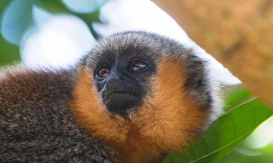 A titi monkey (genus Callicebus) in Sawré Muybu, home to the indigenous Munduruku people.