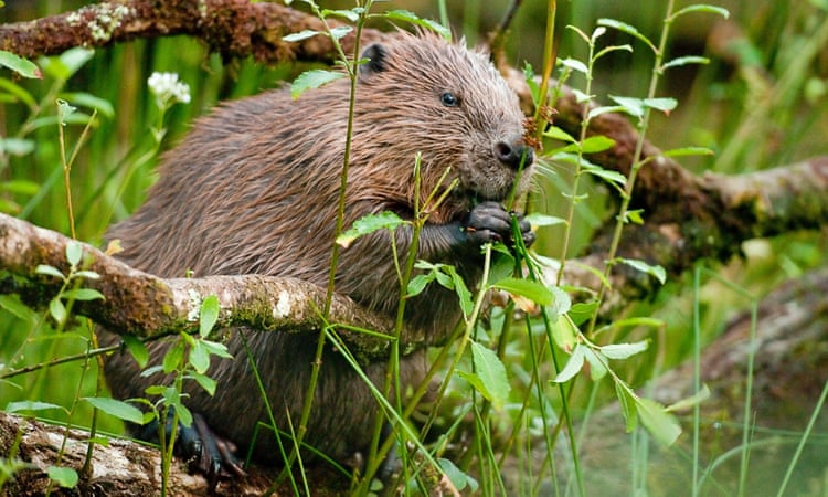 Farmers in England to be allowed to use ‘lethal force’ on beavers