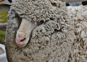 Shrekapo, a ovelha merino indescritível no Lago Tekapo, Nova Zelândia. A ovelha cresceu uma enorme lã enquanto evitava a captura e agora está 18,6 kg mais leve após o primeiro barbear