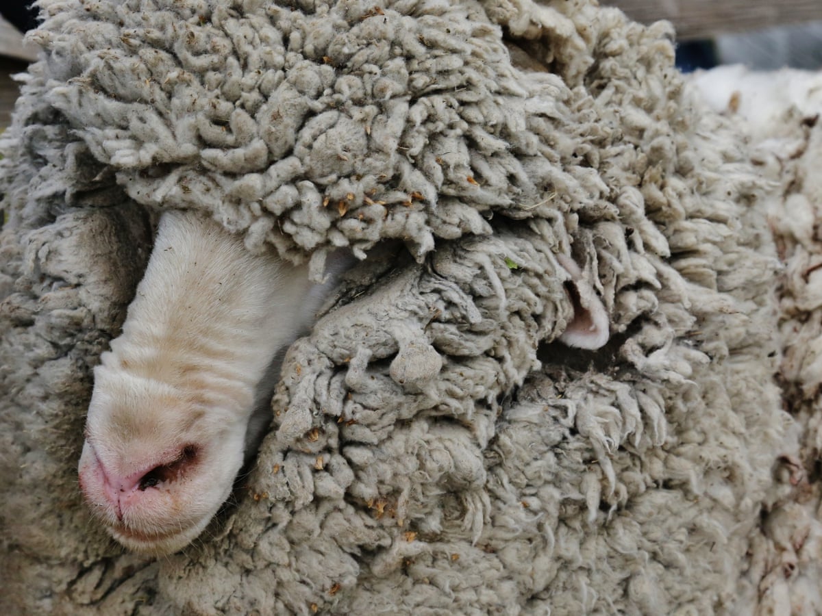 Sheep shorn of 18kg fleece after three years on the lam | New Zealand | The  Guardian