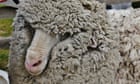 Sheep shorn of 18kg fleece after three years on the lamb