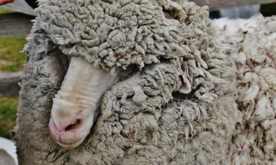 Shrekapo, the elusive merino sheep that had spent its whole life on the run, had its first shear at Easter Monday’s market at Lake Tekapo with his fleece weighing in at 18.6 kilograms.