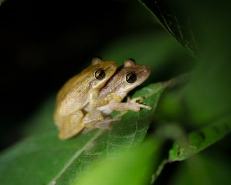 دو قورباغه درختی در حال جفتگیری روی یک برگ