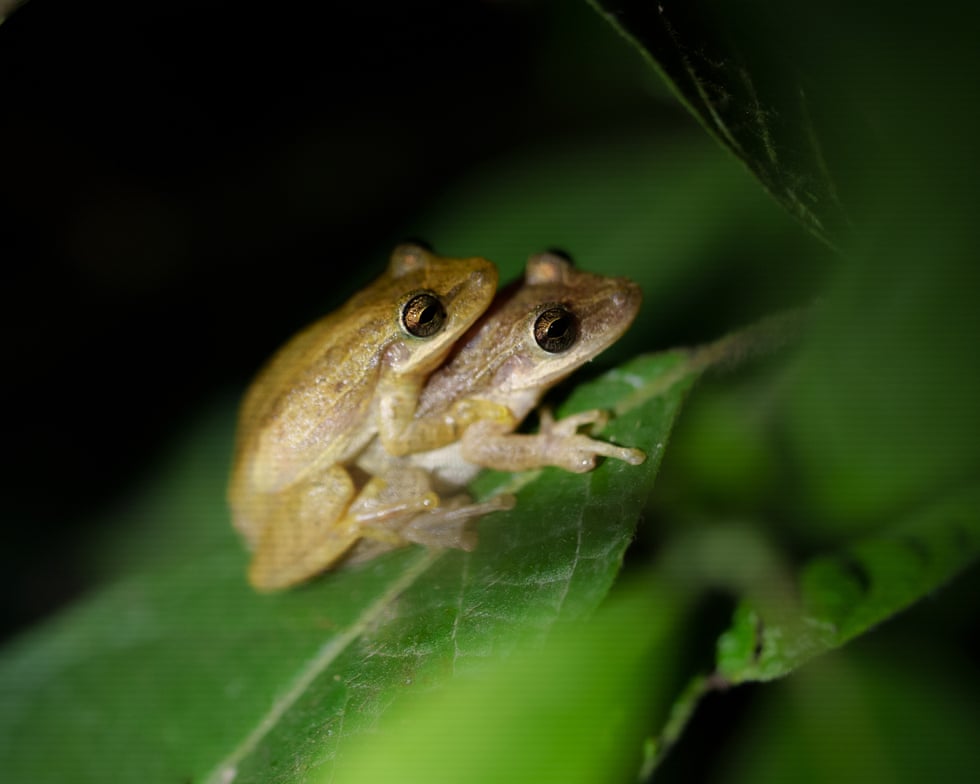 Galápagos had no native amphibians. Then it was invaded by hundreds of thousands of frogs Galápagos had no native amphibians. Then it was invaded by hundreds of thousands of frogs