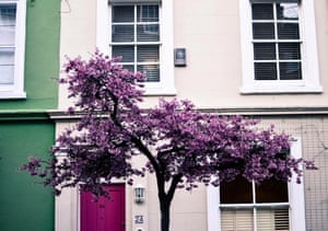 Cherry blossom tree in front of a pink door