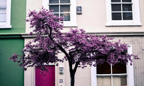 Cherry blossom in west London’s Notting Hill