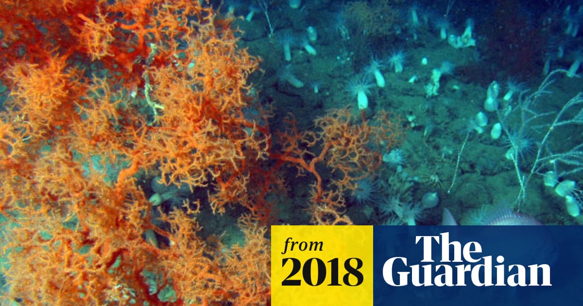 The Great Dying Rapid Warming Caused Largest Extinction Event Ever Report Says Environment The Guardian