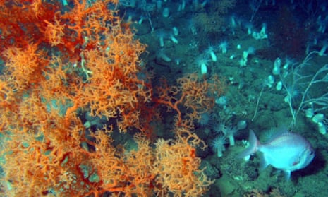 coral on seabed