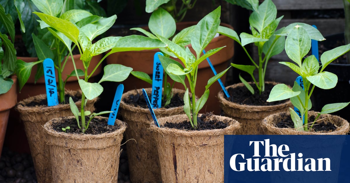 How to Label Plants in Garden