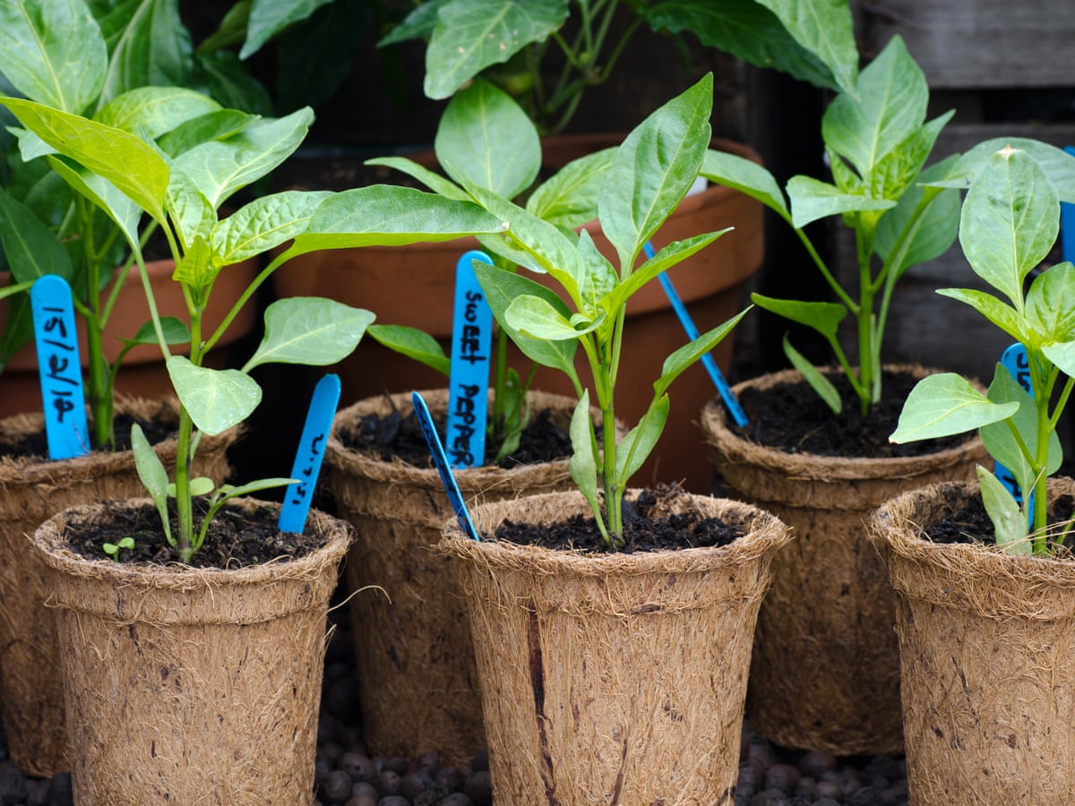 The best way to label garden plants | Gardens | The Guardian