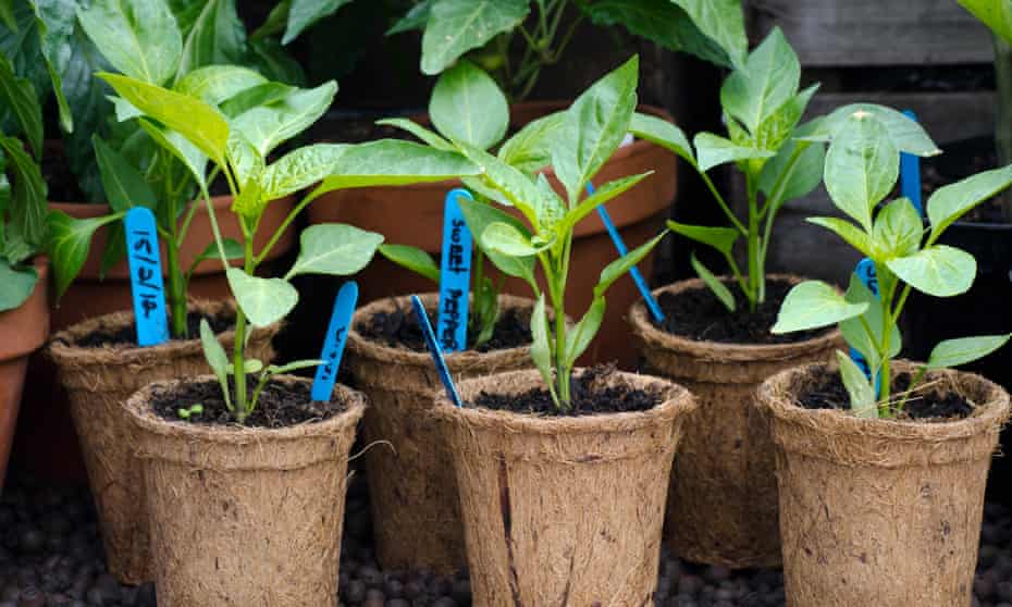 Young sweet pepper plants and labels