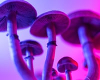 Magic mushrooms illuminated with blue and pink neon lighting.