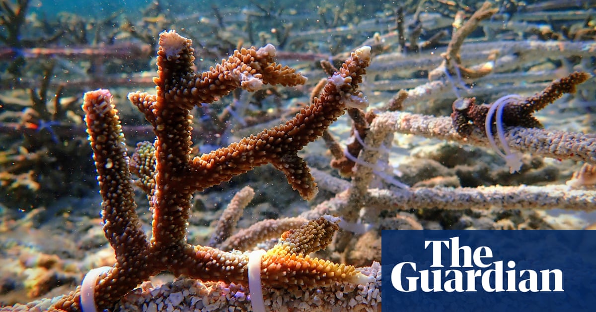 ‘Whoops, purrs and grunts’: previously unheard fish sounds from restored reef – video
