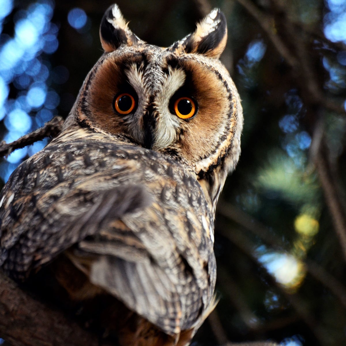 Country diary: the long-eared owl sees a different world to us | Birds | The Guardian
