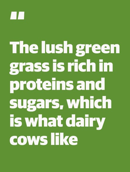Quote: “The lush green grass is rich in proteins and sugars, which is what dairy cows like”