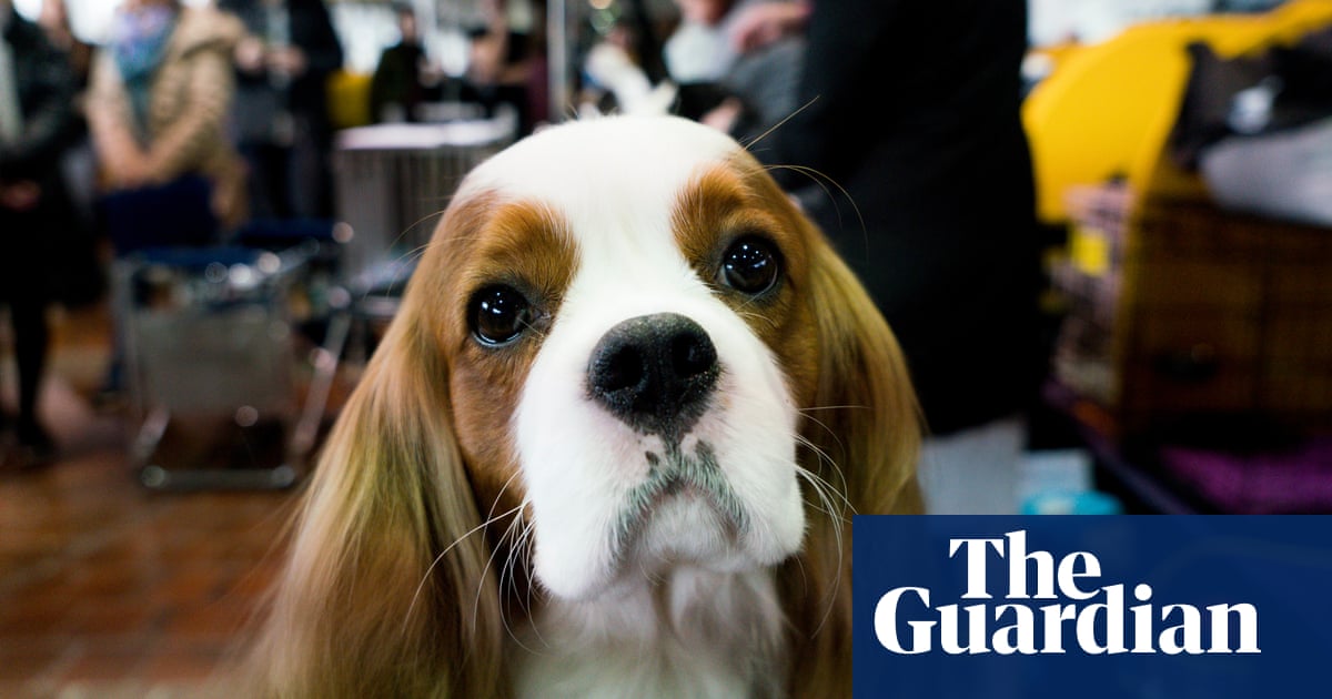 2018 Show Dogs 2018 Show Dogs