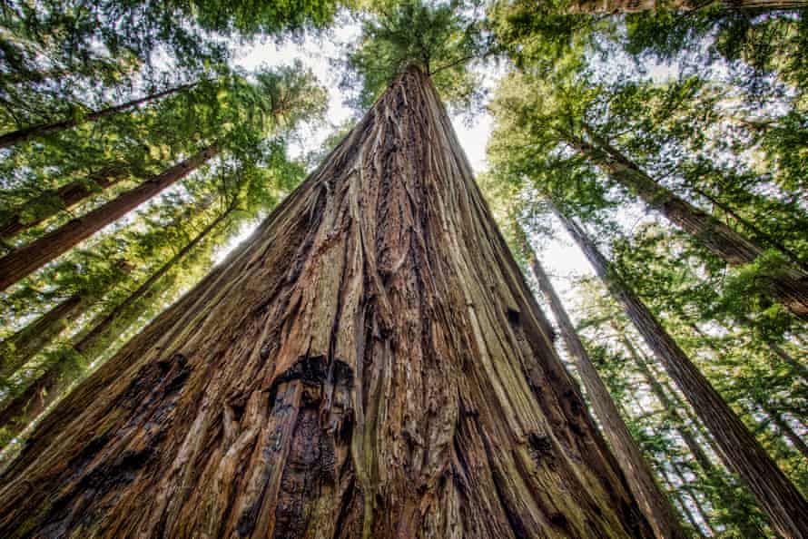 A majestic redwood in Roosevelt Grove at Humboldt Redwoods state park in California.