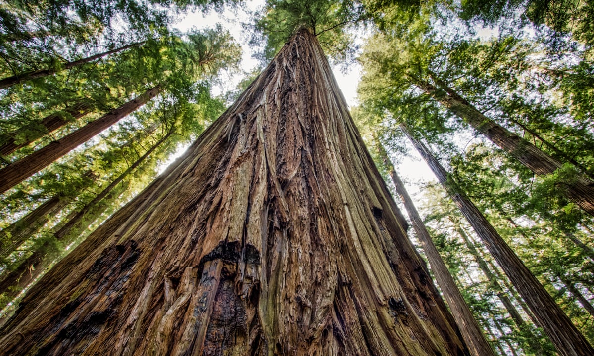 Hiker Killed By Huge Falling Redwood Tree In California National Park Us News The Guardian