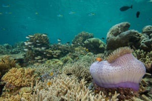Pristine coral reef in West Papua, Indonesia