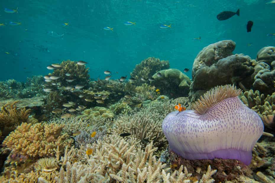 Barriera corallina incontaminata in Papua Occidentale, Indonesia