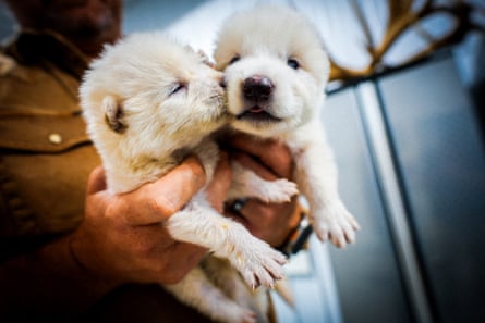 close up of a pair of hands holding puppies