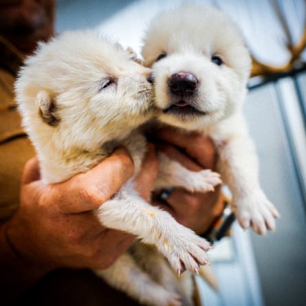 Someone holding two fluffy off-white wolf cubs, so young that their eyes are still almost closed