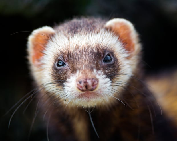 Ferret