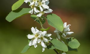 Chic choice: Amelanchier Alnifolia ‘Obelisk’ lovely green and white leaves and flowers.