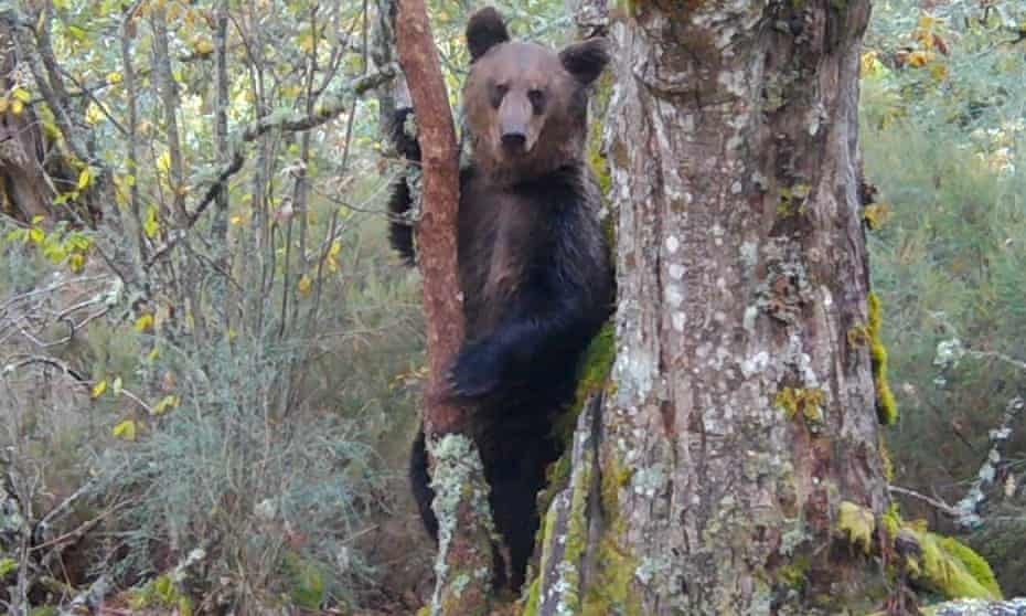 A brown bear caught on camera traps for the documentary Montaña ou Morte