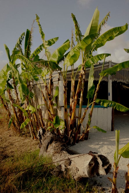 An abandoned beach bar and its banana grove