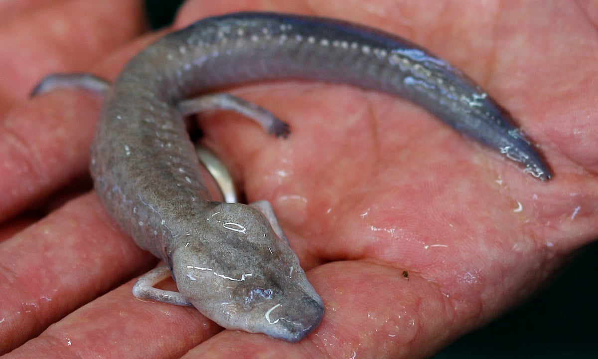 Wanted lost species: blind salamander, tap-dancing spider and 'fat' catfish  | Conservation | The Guardian