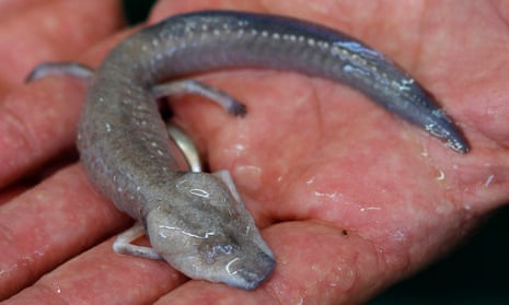 A Texas blind salamander, an endangered species.