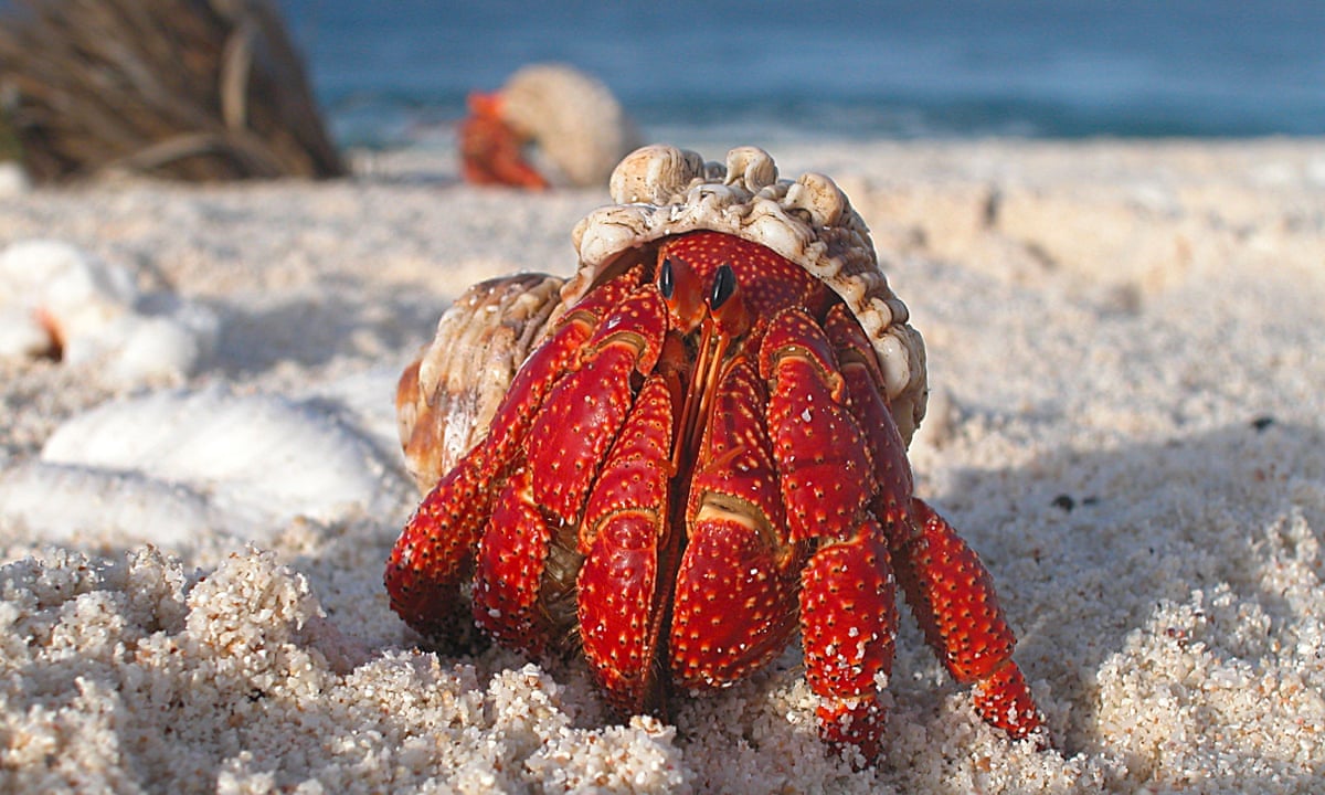How hermit crabs shake off competitors for shells | Animal behaviour | The Guardian
