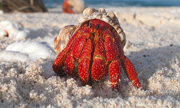A hermit crab emerging from its shell.