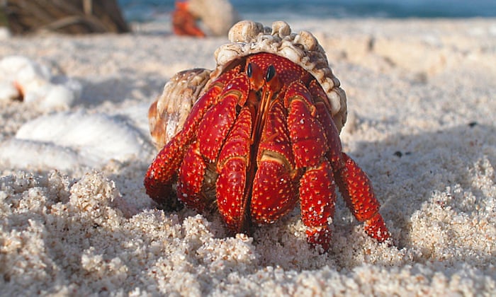 Shell Evacuation in Hermit Crabs