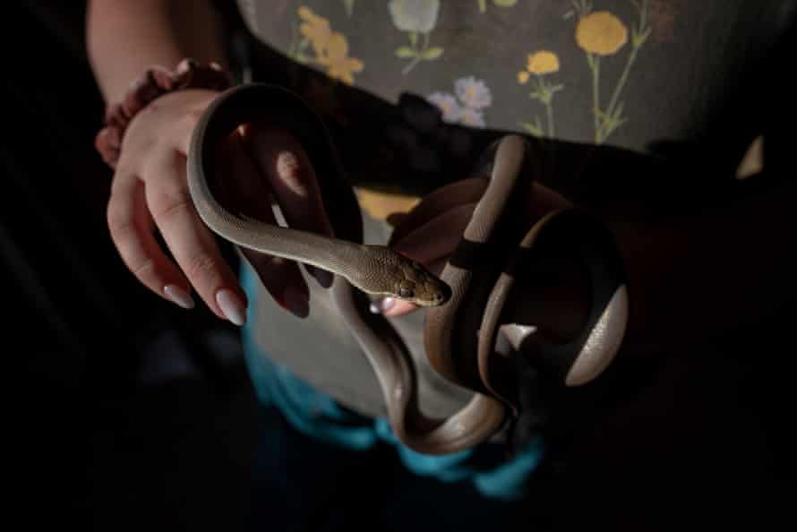 Daizie Trew aged 16 holding Biscuit the python